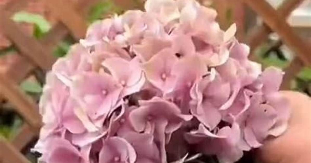 Can Hydrangeas Be Rooted in Water?