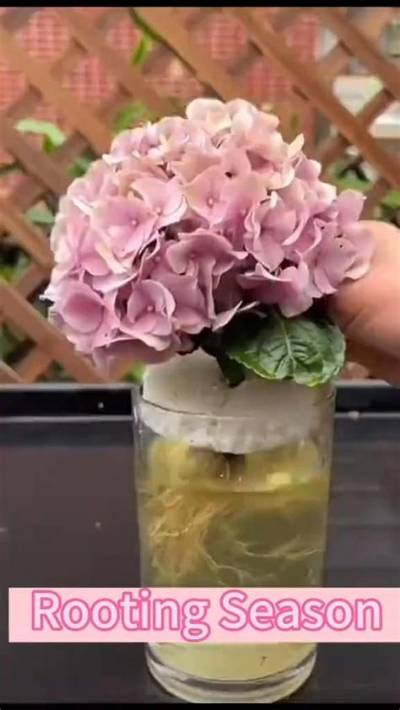 Can Hydrangeas Be Rooted in Water?
