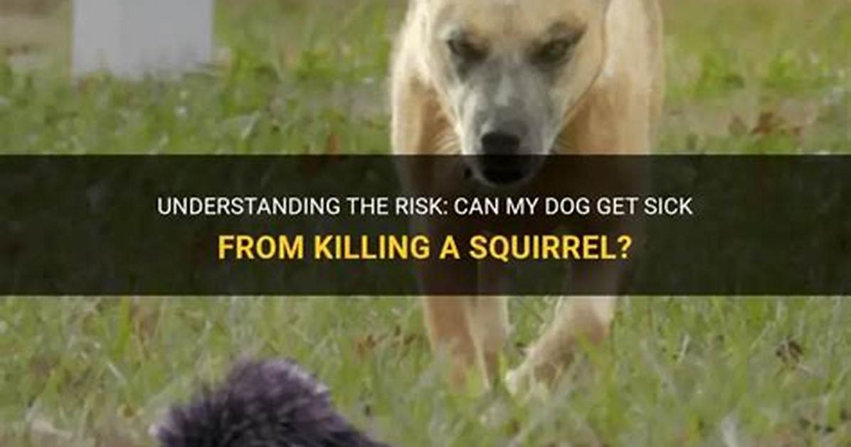 Can My Dog Get Sick from Killing a Chipmunk?