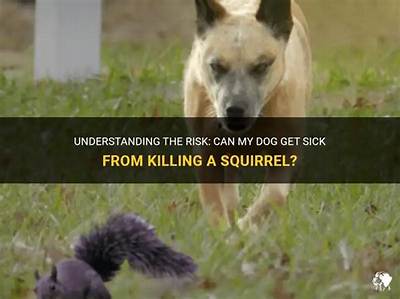 Can My Dog Get Sick from Killing a Chipmunk?