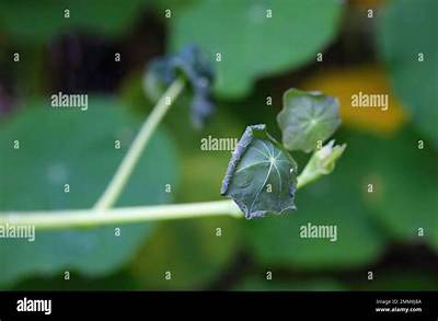 Can Nasturtiums Handle Frost?