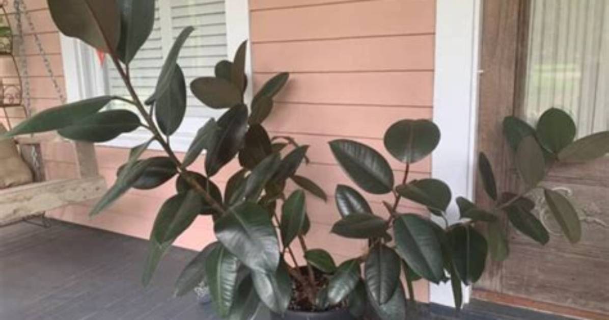 Can Rubber Plant Live Outside?