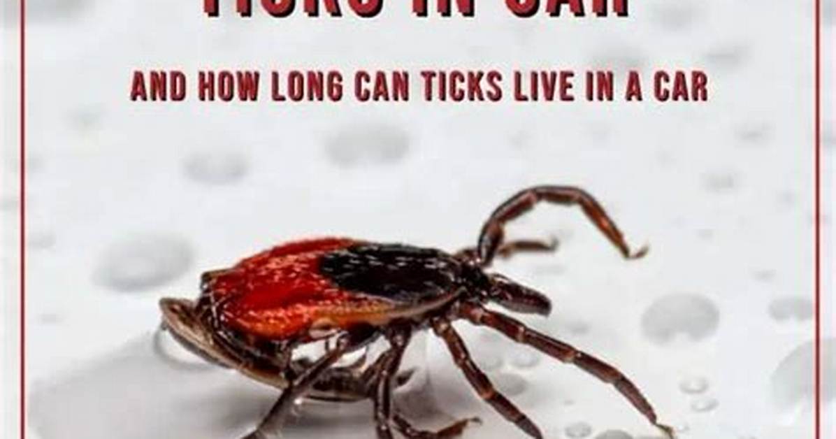 Can Ticks Live in Your Car?