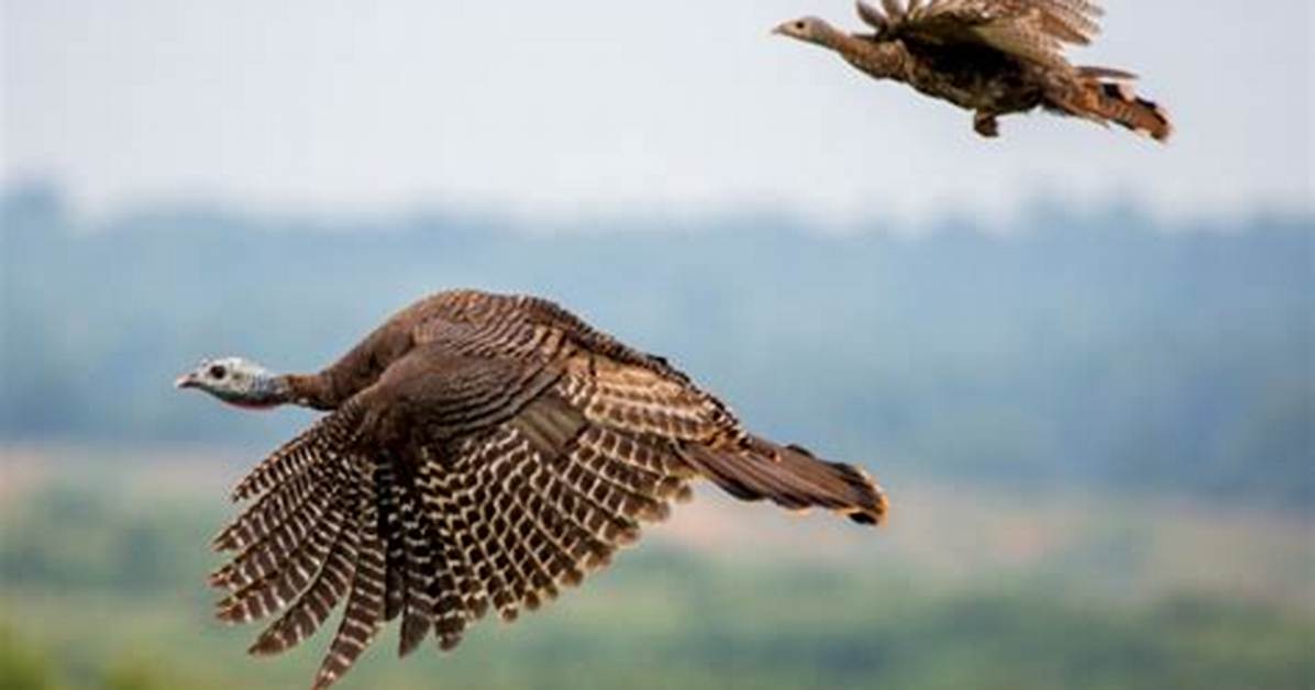 Can Wild Turkeys Fly High?