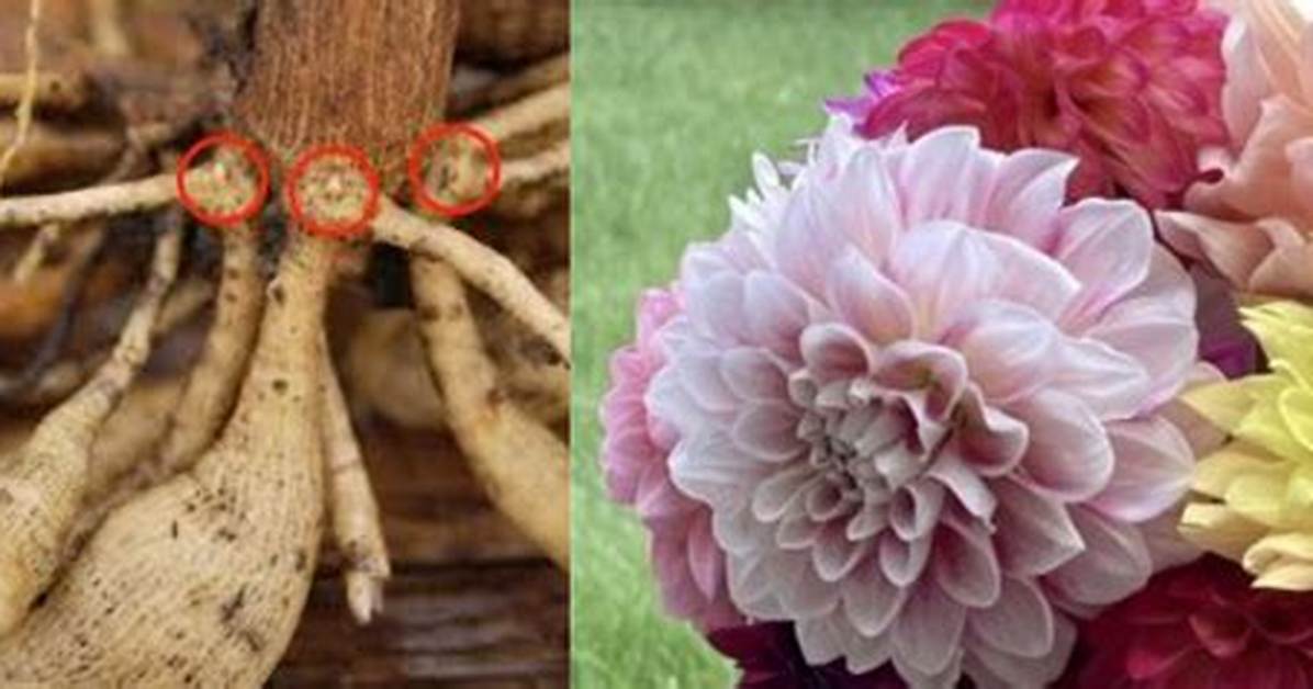 Can You Divide Dahlias in Spring?