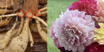 Can You Divide Dahlias in Spring?