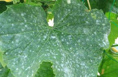 Can You Eat Cucumber with White Spots?