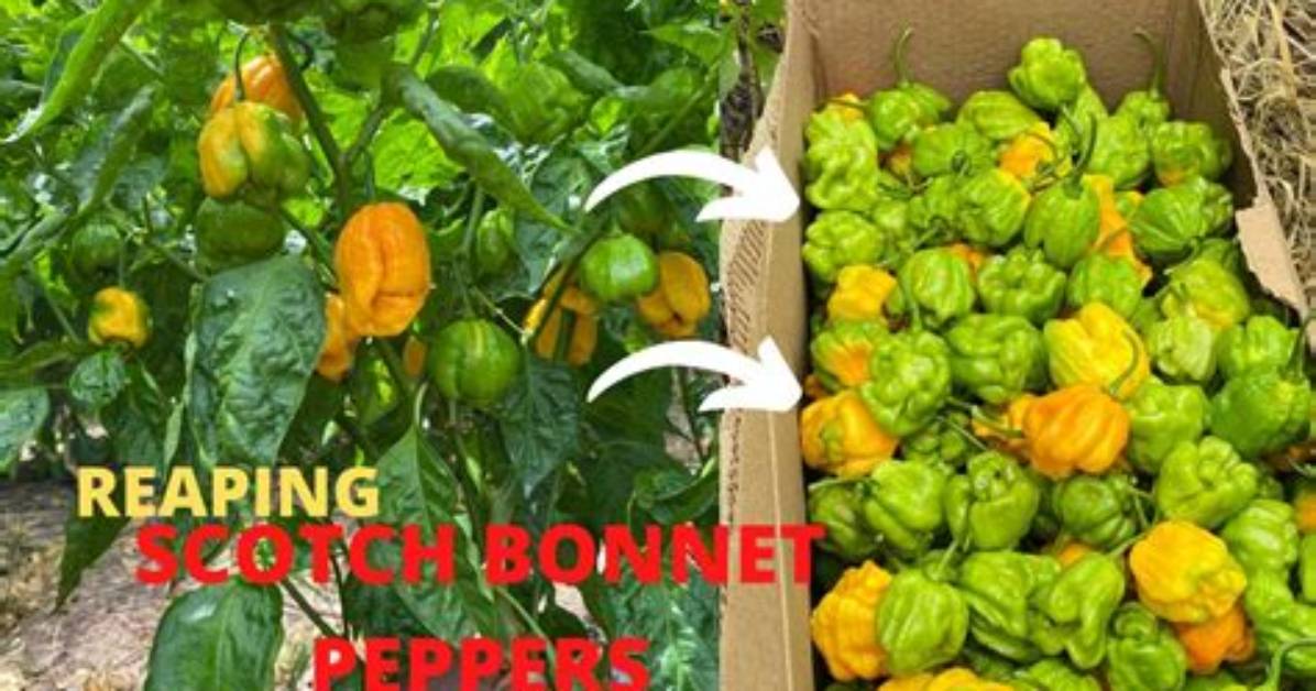 Can You Eat Green Scotch Bonnet Peppers?