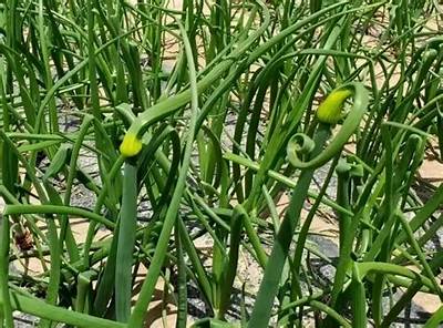 Can You Eat Onion Flower Stalks?