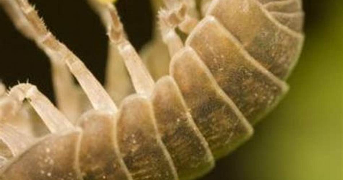 Can You Eat Roly Polys?