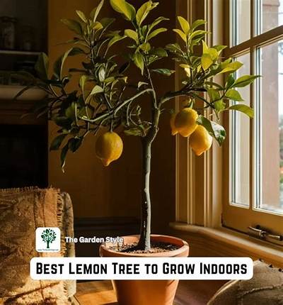Can You Grow a Lemon Tree in the Midwest?