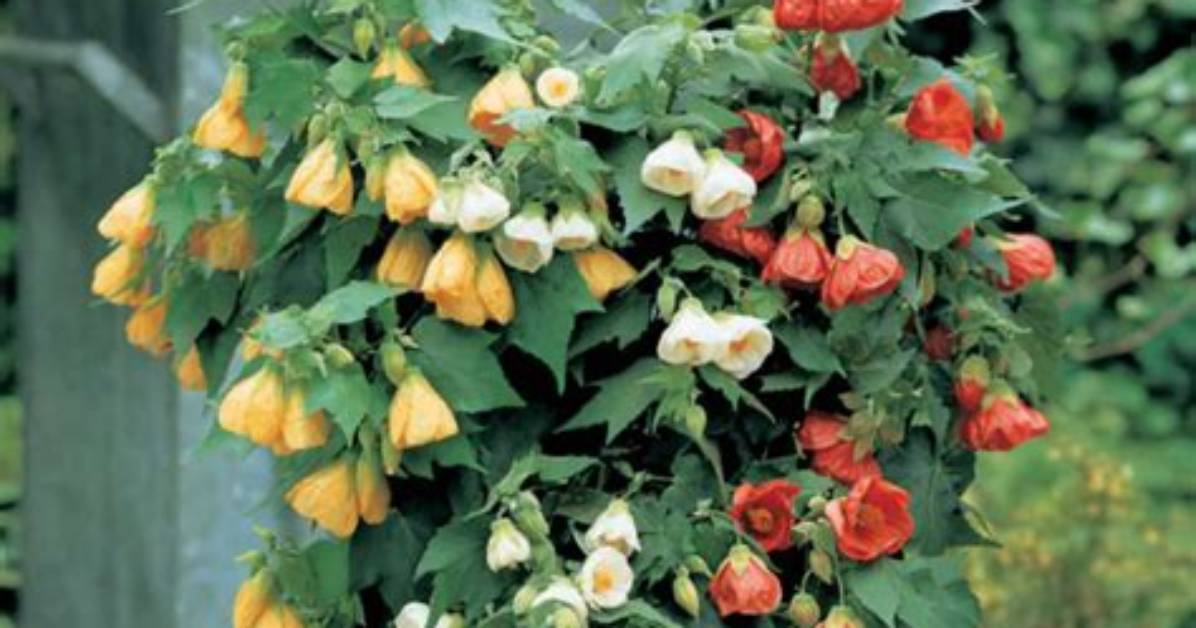 Can You Grow Abutilon from Seed?