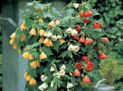 Can You Grow Abutilon from Seed?