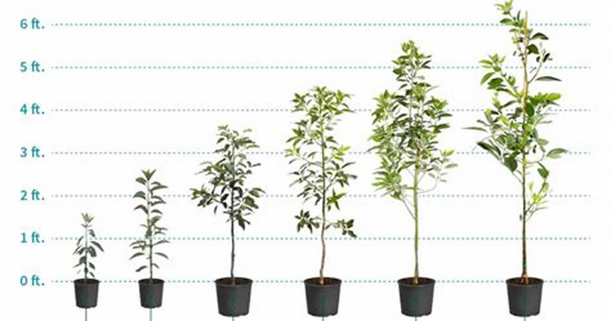 Can You Grow Avocados in Zone 5?