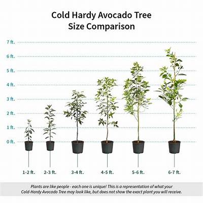 Can You Grow Avocados in Zone 5?