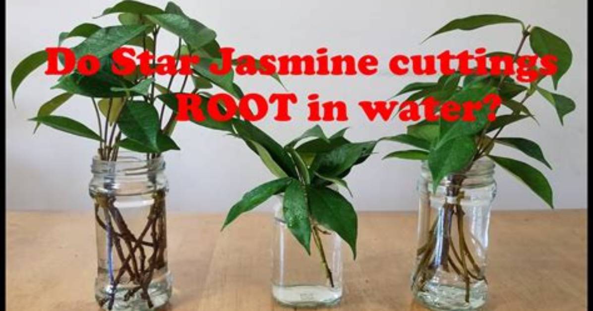 Can You Grow Jasmine Cuttings in Water?
