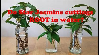 Can You Grow Jasmine Cuttings in Water?