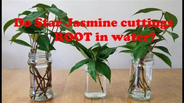 Can You Grow Jasmine Cuttings in Water?