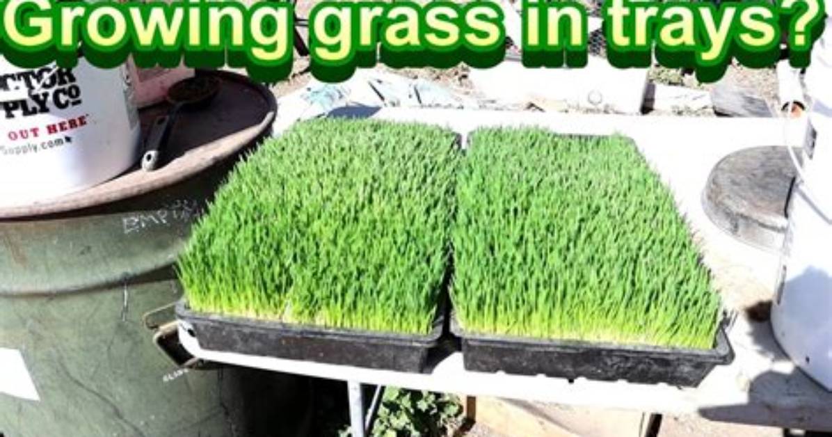 Can You Grow Turf in a Tray?