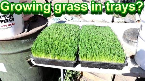Can You Grow Turf in a Tray?