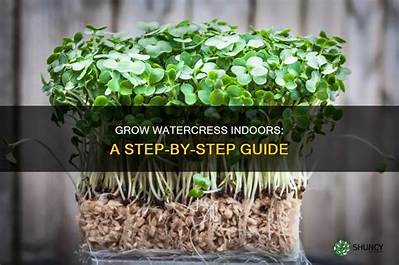 Can You Grow Watercress Indoors?