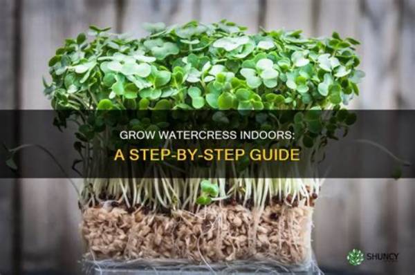 Can You Grow Watercress Indoors?