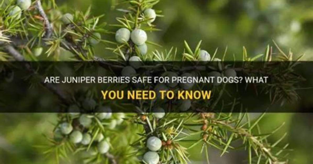 Can You Have Juniper Berries When Pregnant?