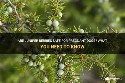 Can You Have Juniper Berries When Pregnant?