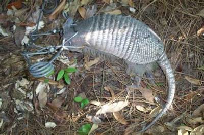 Can You Kill an Armadillo with a 22?