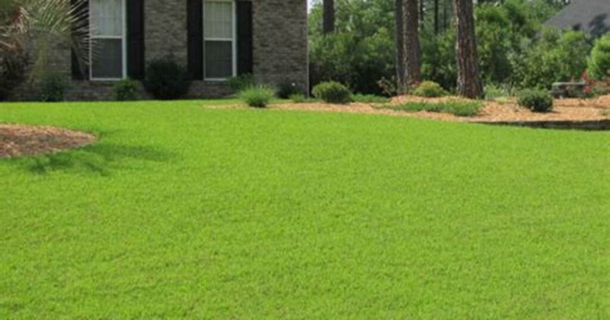Can You Plant Zoysia in the Fall?