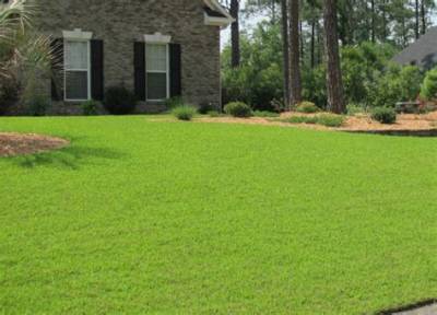 Can You Plant Zoysia in the Fall?