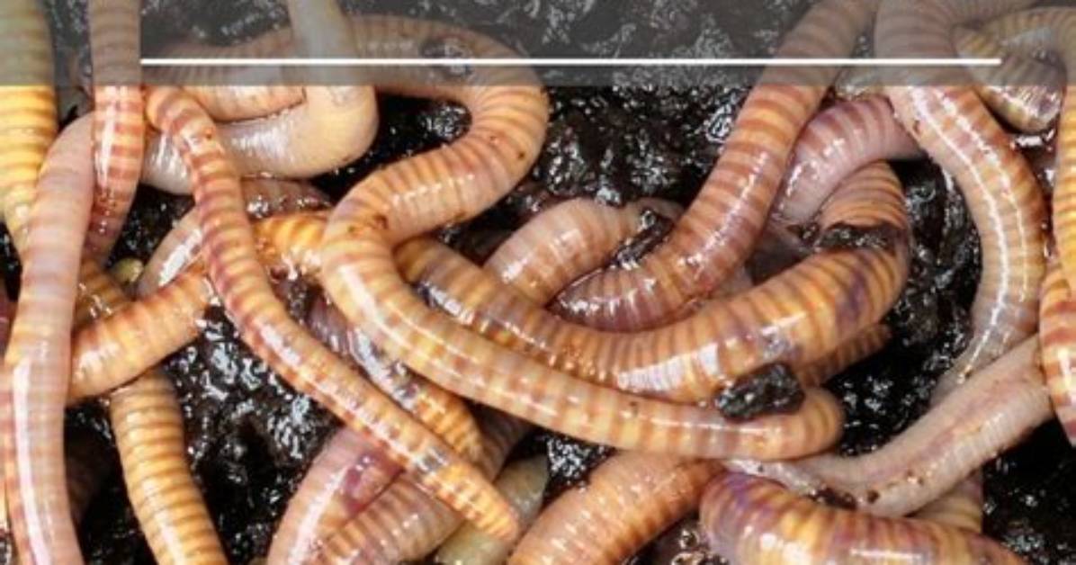 Can You Use Nightcrawlers for Composting?