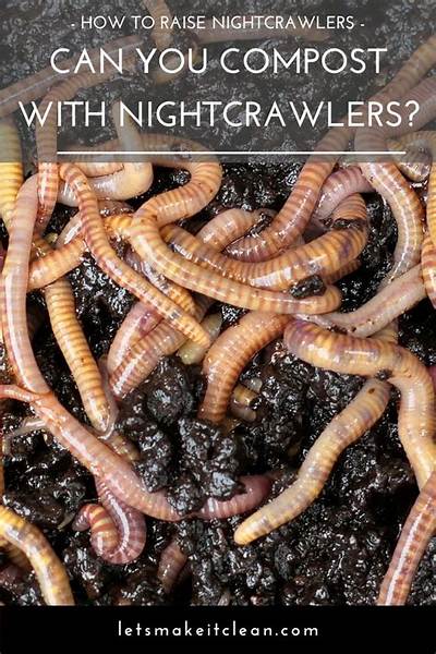 Can You Use Nightcrawlers for Composting?