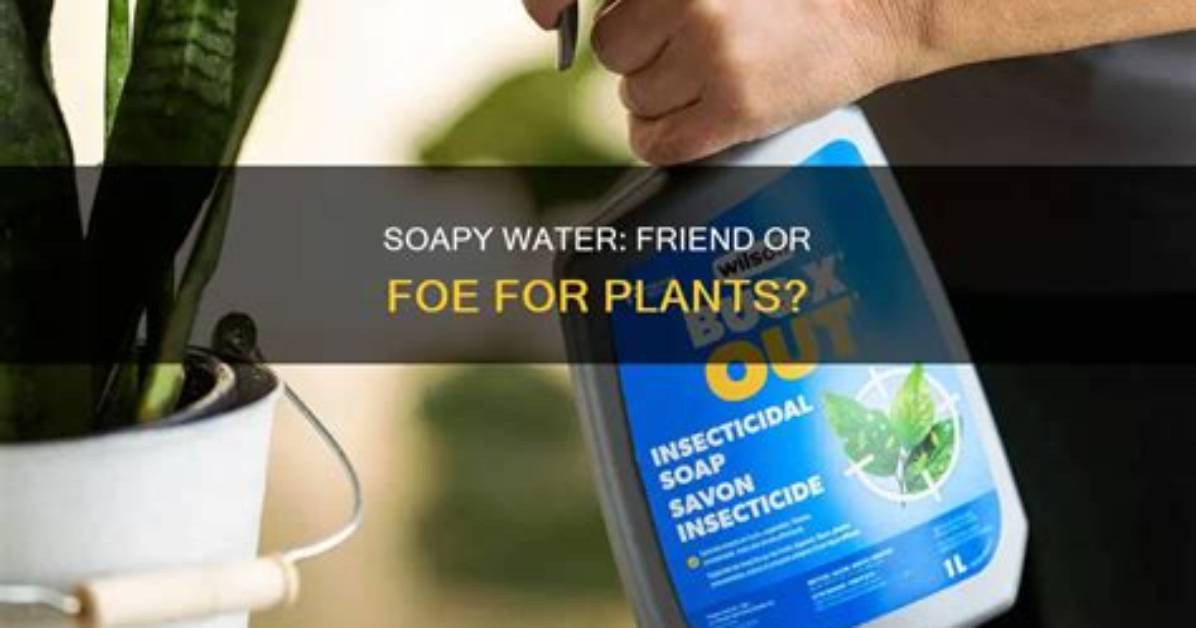 Can You Use Soapy Water on Plants?