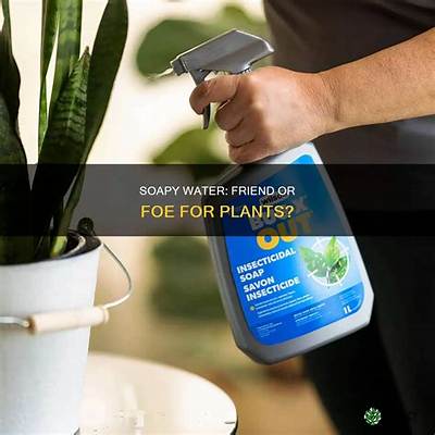 Can You Use Soapy Water on Plants?