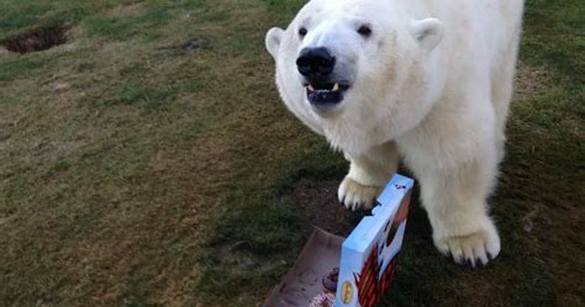 Canadian Man Has Movie Star Polar Bear for a Pet