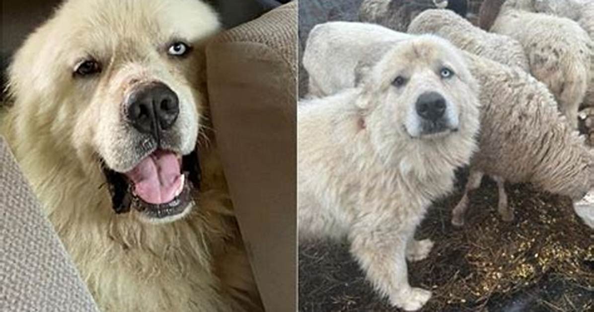 Casper the Great Pyrenees Wins Farm Dog Competition for Fighting off Coyotes