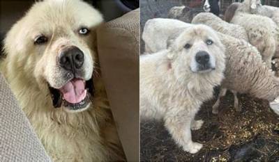 Casper the Great Pyrenees Wins Farm Dog Competition for Fighting off Coyotes