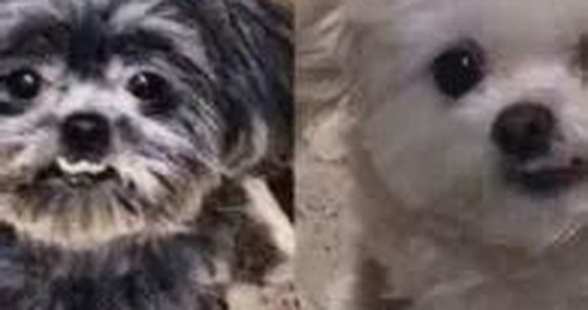 Charles Barkley Pets - Celebrity Pets