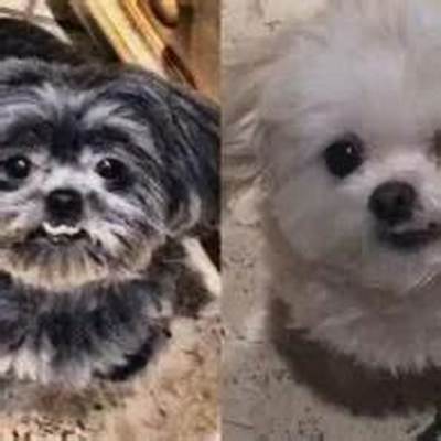 Charles Barkley Pets - Celebrity Pets