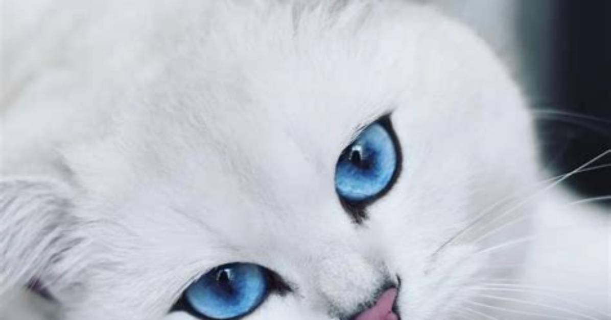 Coby the Cat with Piercing Blue Eyes, over 1 Million Followers, and Sponsorship Deals