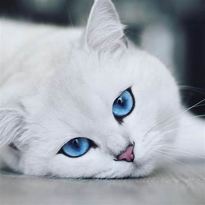 Coby the Cat with Piercing Blue Eyes, over 1 Million Followers, and Sponsorship Deals