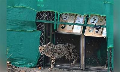 Credit War Breaks out on Cheetahs, Cong Says Modi Not Stating Facts