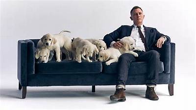 Daniel Craig Teams up with Cute Puppies for Charity