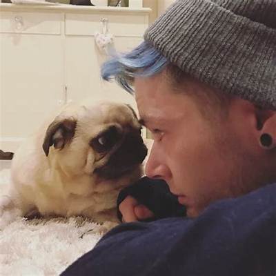 Dantdm Pets - Celebrity Pets