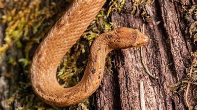 Discovery of a Foot-Long Dwarf Boa in the Ecuadorian Amazon