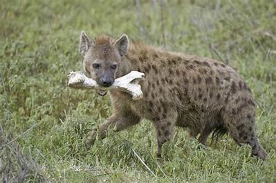Do Animals Eat Bone Meal?