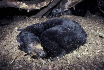 Do Bears Wake up During Hibernation?