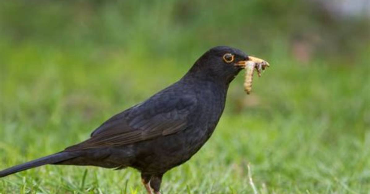 Do Birds Eat Chafer Grubs?