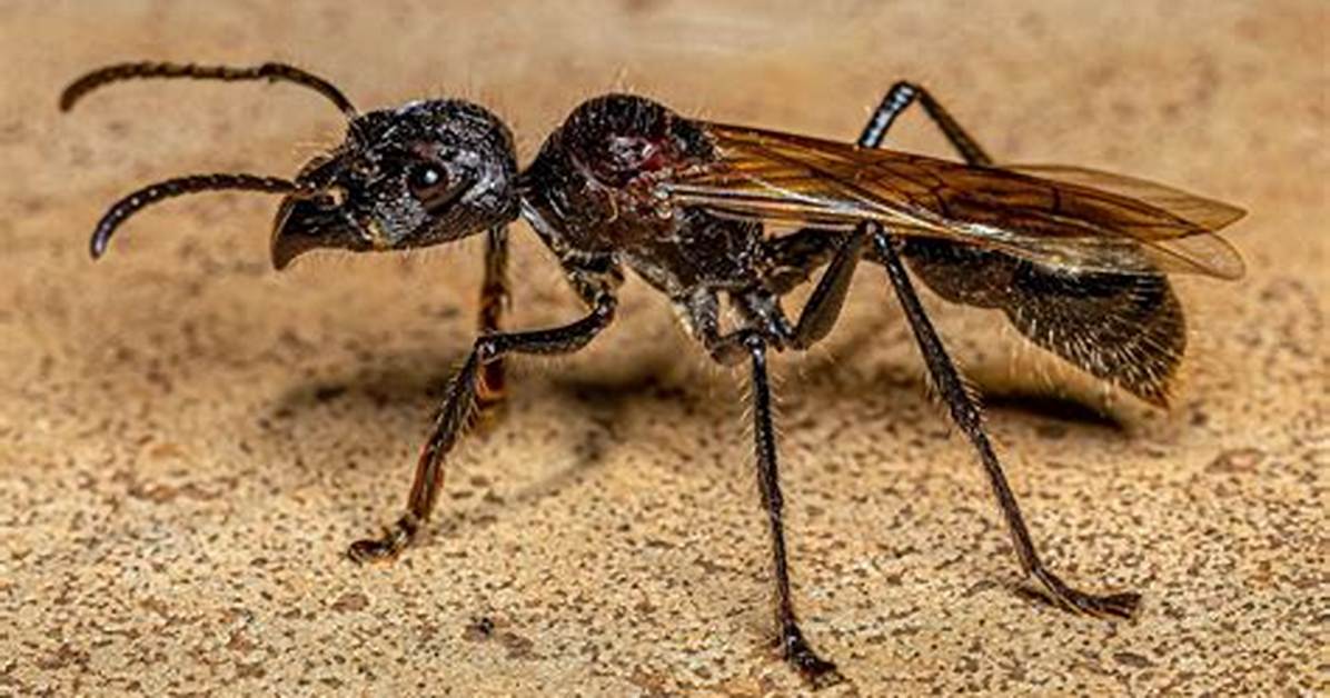 Do Bullet Ants Have Wings?
